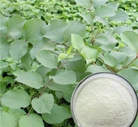 Resveratrol